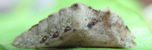 Pupae